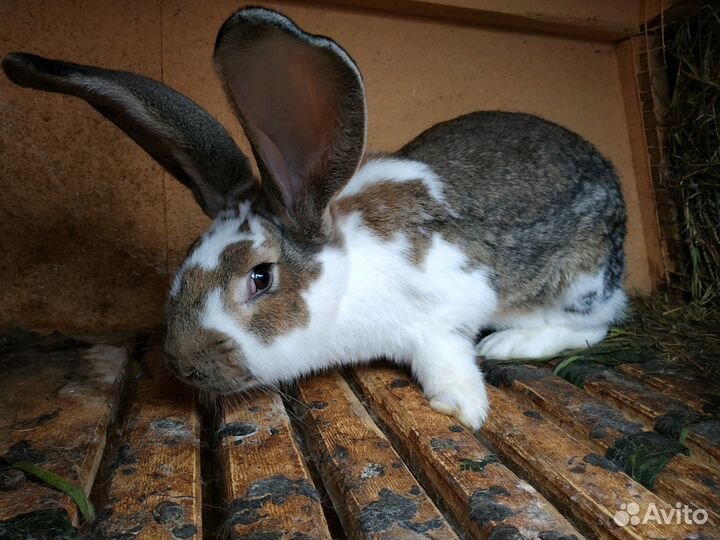 Кролики разных пород