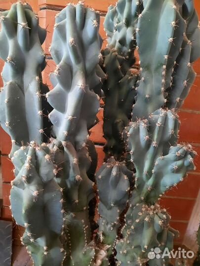 Огромный кактус, Крассула, цветы в офис