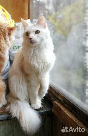 Кошечка мейн-кун