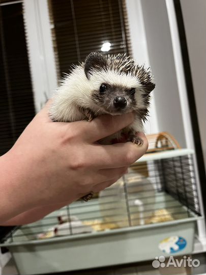 Африканский карликовый еж