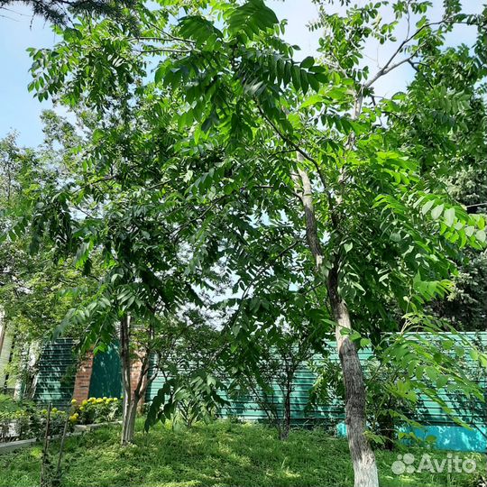 Саженцы маньчжурского ореха