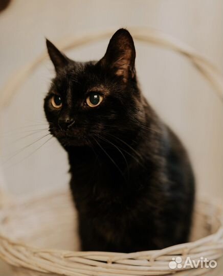 Кошка, девочка