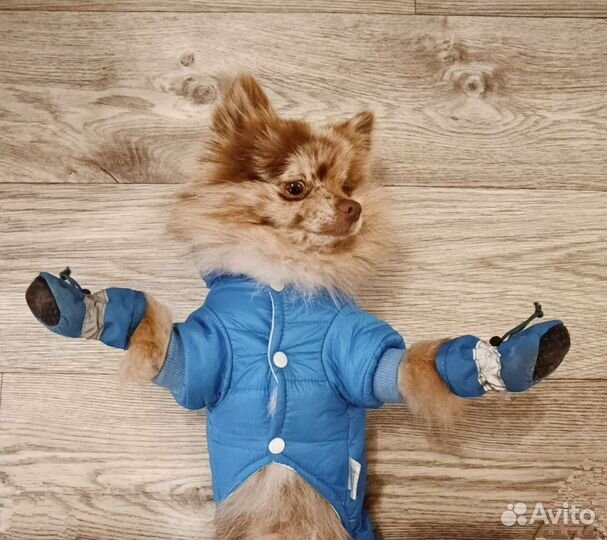 Комбинезон для собаки