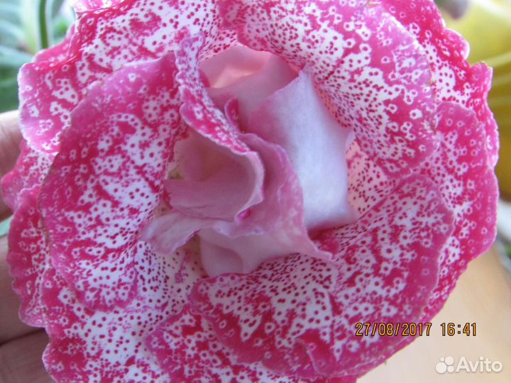 Детки сортовых глоксинии