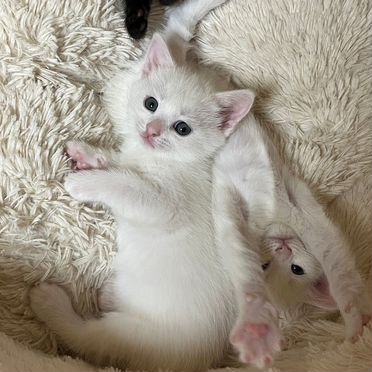 Турецкая ангора котёнок