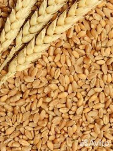 Пшеница