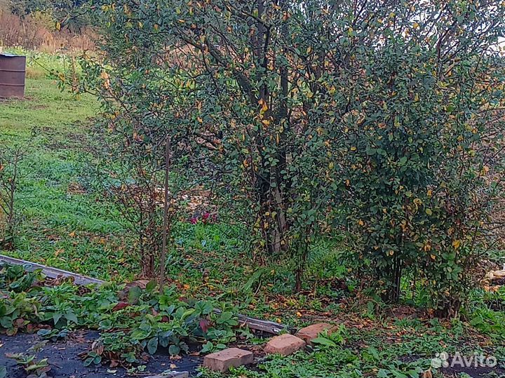 Саженцы вишни и сливы