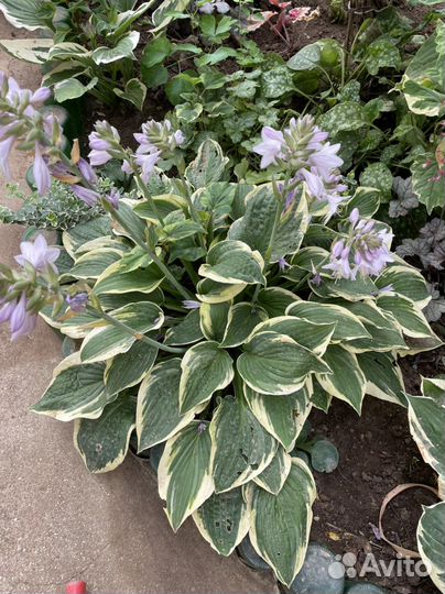 Хосты цветные