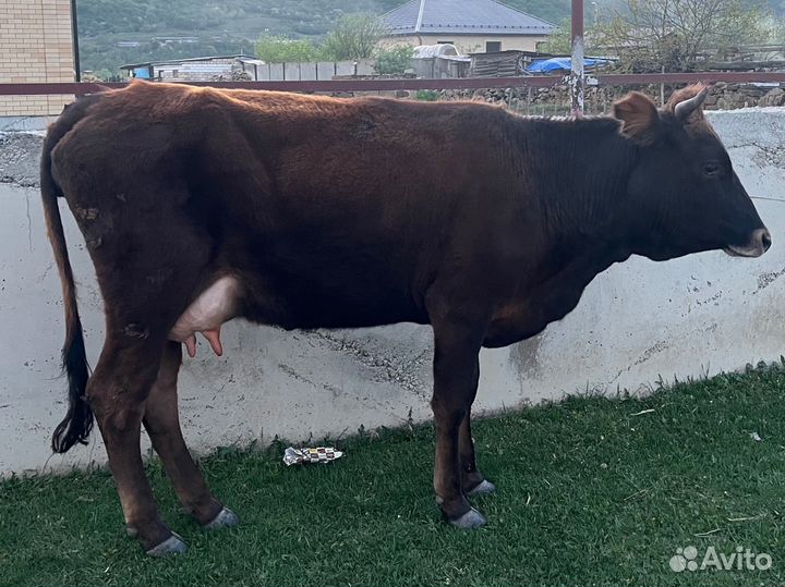 Корова дойная с теленком