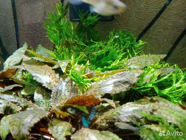 Скалярии пецилии гуппи меченосцы