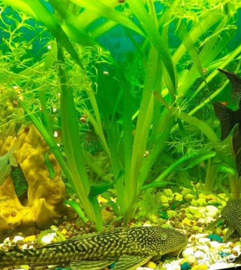 Растения в аквариум живые