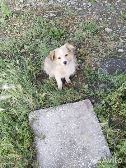 Щенки бесплатно