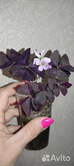 Комнатные цветы 1