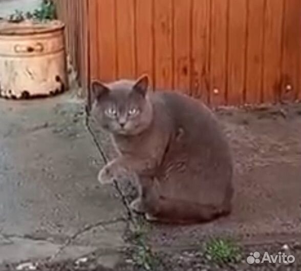 Котята отдам в добрые руки бесплатно