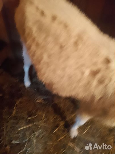 Зааненская дойная коза