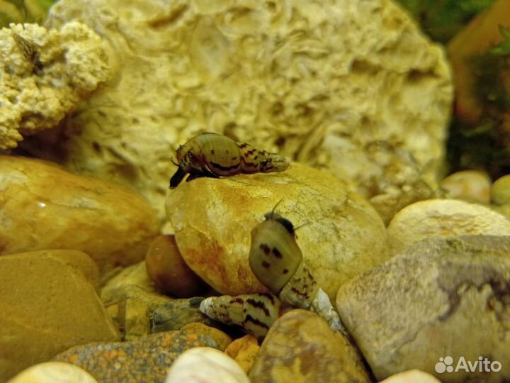 Улитки Мелания