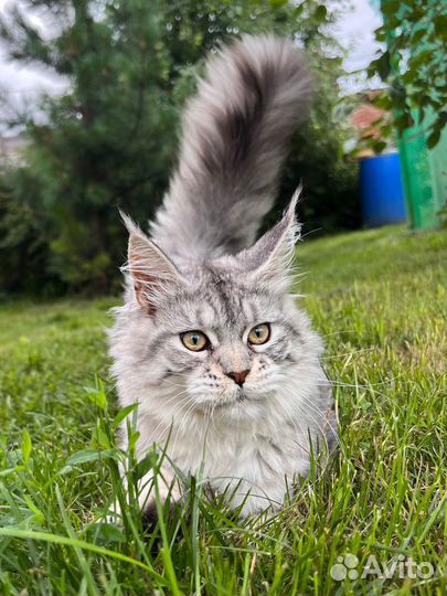 Кошка мейн-кун высокое серебро