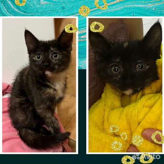 Маленькая красотка ищет дом