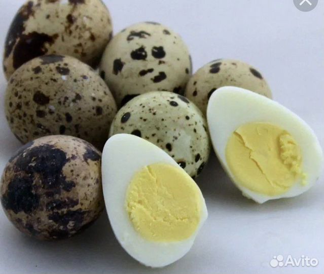 Перепелки несушки