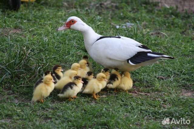 Мускусные утки