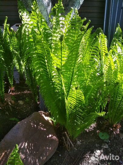 Папоротник декоративный садовый
