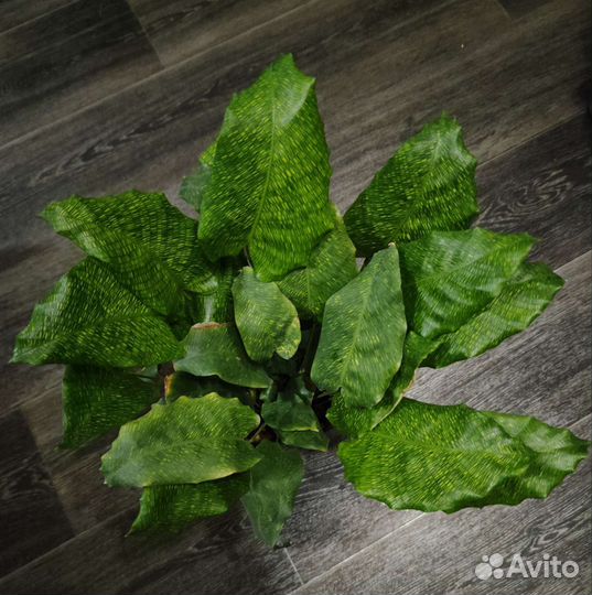 Калатея нетворк, пинстрайп взрослые