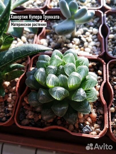 Суккуленты Хавортия