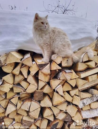 Дрова березовые колотые