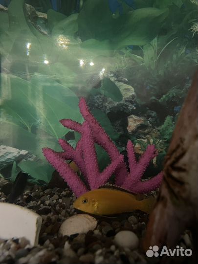 Аквариум с рыбками