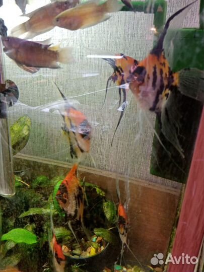 Аквариумные рыбки скалярии