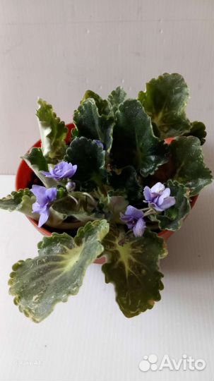 Фиалка в горшках,душистая