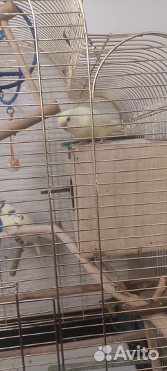 Волнистые попугаи пара