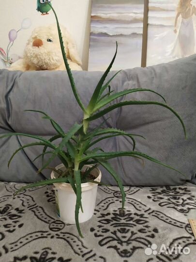 Толстянка,алоэ вера,древ.алоэ,фикус, дендробиум