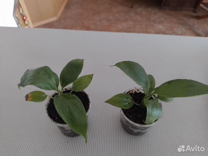 Спацефилум