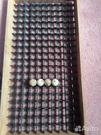 Инкубатор норма лупер