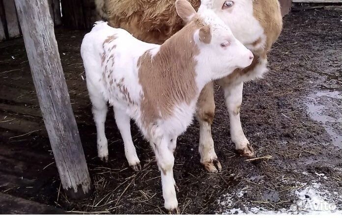 Быки иТелки сименталки