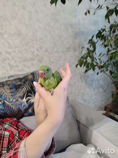 Ожереловый попугай птенцы