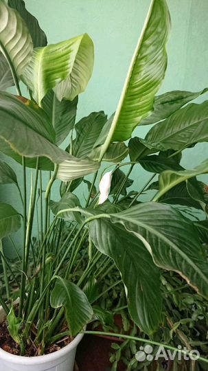 Женское счастье