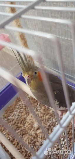 Попугай корелла с клеткой