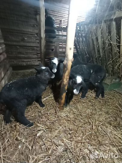 Бараны,овцы