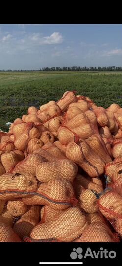 Тыква матильда