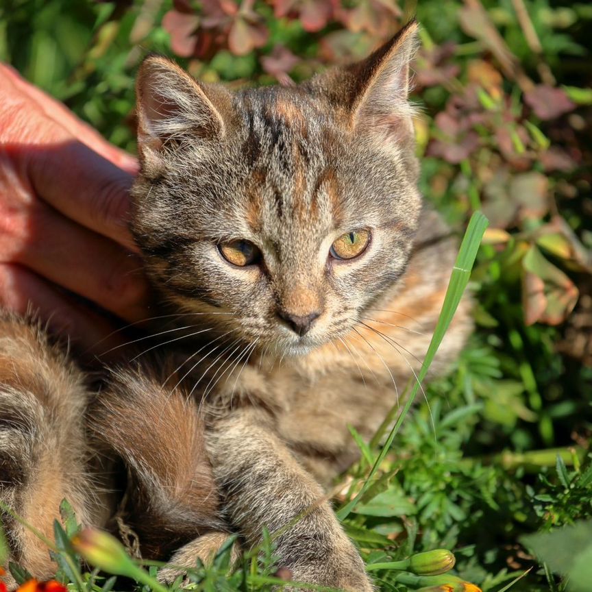 Ищет дом замечательный кошачий ребенок Марта