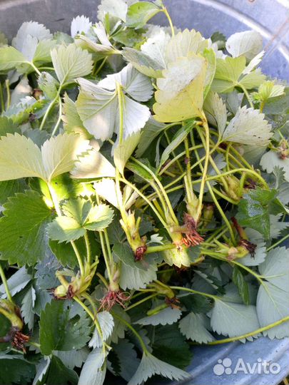 Рассада клубники Джоли