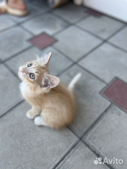 Котята в добрые руки даром