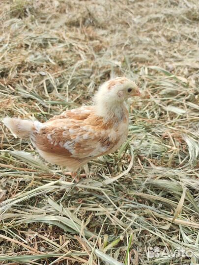 Курочка пород Адлерская серебристая, Кучинская