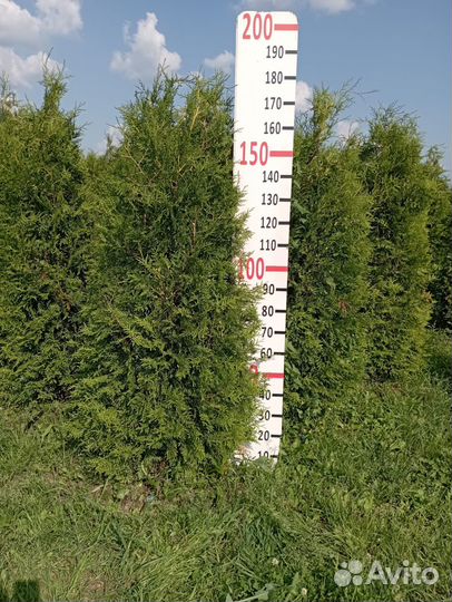 Туя западная Брабант 2м Экстра