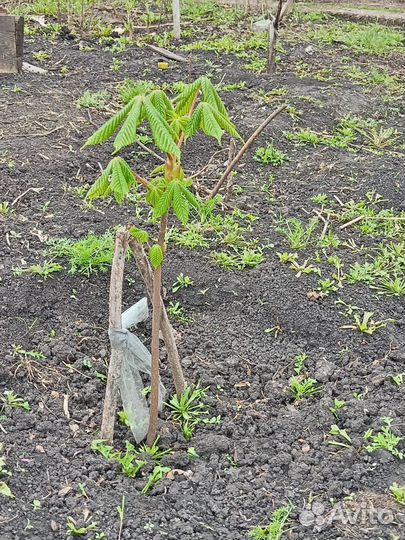 Садовые растения