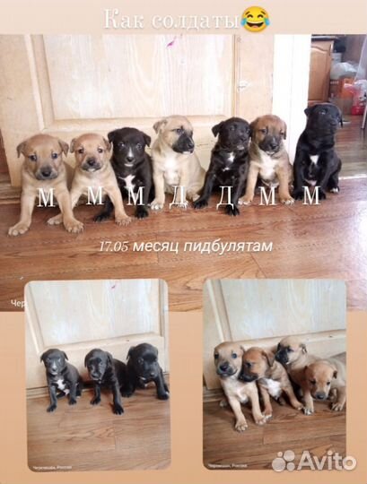 Щенята в добрые руки