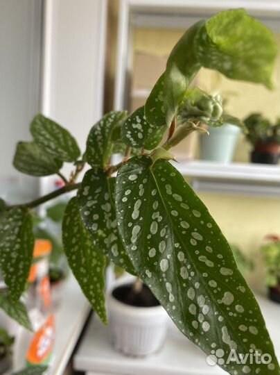 Тросниковая бегония