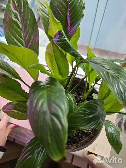 Спатифилум